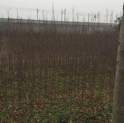 ���^(q��)�����塢��������漰��174��375�K�؉K�ϷNֲ����ľ��ֲ�M�u��