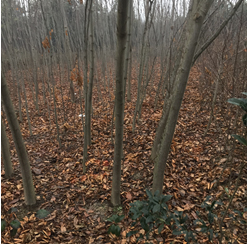 ���^(q��)�����塢��������漰��174��375�K�؉K�ϷNֲ����ľ��ֲ�M�u��